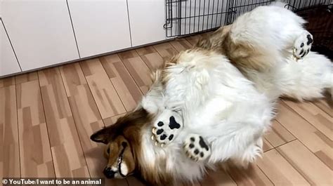 Trending on NextShark: Japanese man who spent $16,000 to become a dog 'fails' agility test. Reactions: As in many of his posts, Toco has drawn mixed reactions for his “failed” agility test ...